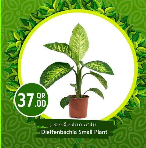 available at سفاري هايبر ماركت in قطر - الخور