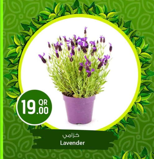available at Safari Hypermarket in Qatar - Al Shamal