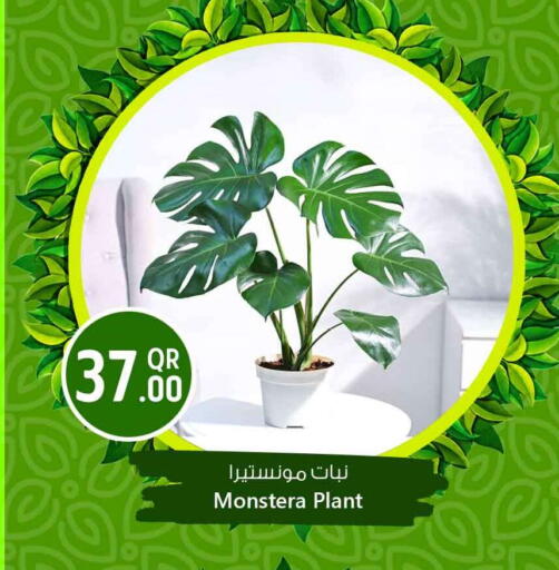 available at Safari Hypermarket in Qatar - Al Shamal