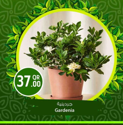 available at Safari Hypermarket in Qatar - Al Shamal