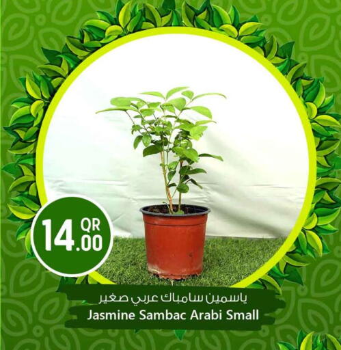 available at Safari Hypermarket in Qatar - Umm Salal