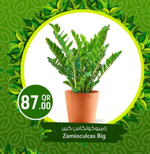 available at Safari Hypermarket in Qatar - Al Shamal