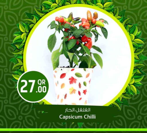Capsicum Chilli available at سفاري هايبر ماركت in قطر - الخور