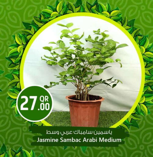 available at Safari Hypermarket in Qatar - Umm Salal