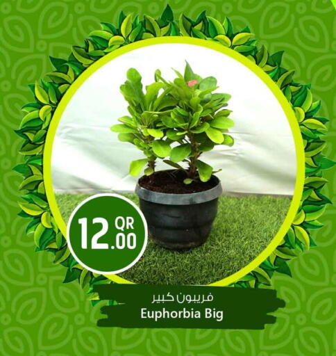 available at Safari Hypermarket in Qatar - Doha