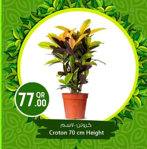 available at سفاري هايبر ماركت in قطر - الخور