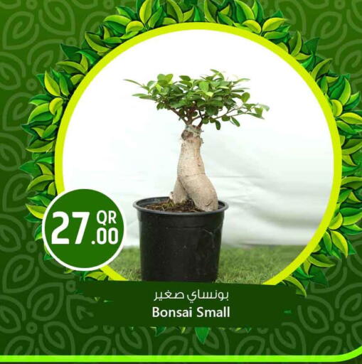 available at Safari Hypermarket in Qatar - Al Shamal