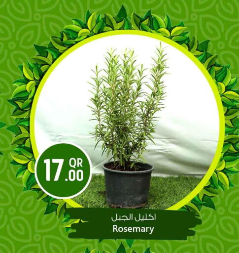 Rosemary available at Safari Hypermarket in Qatar - Al Shamal
