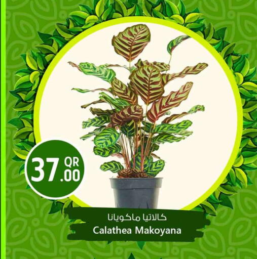 available at Safari Hypermarket in Qatar - Al Shamal