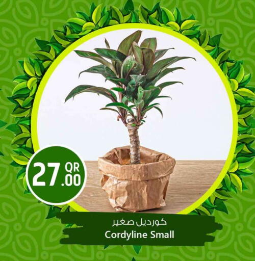 available at Safari Hypermarket in Qatar - Al Shamal
