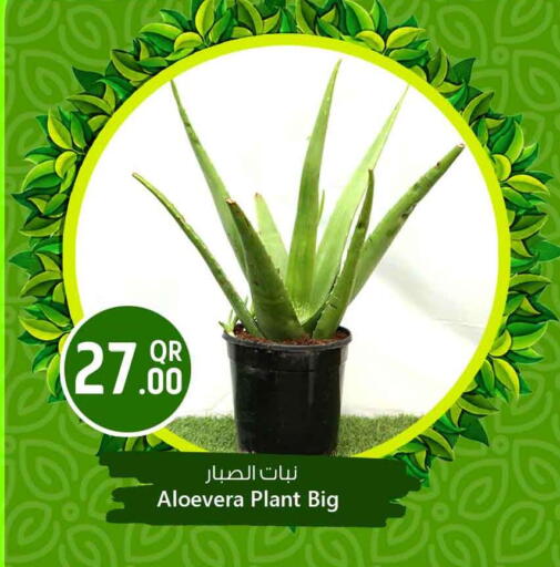 available at سفاري هايبر ماركت in قطر - الخور