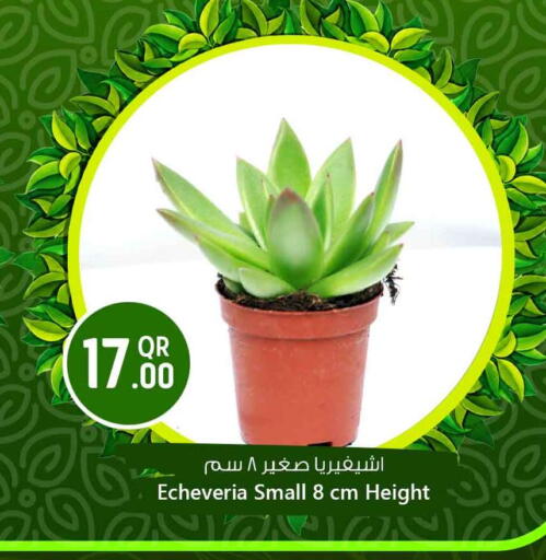 available at سفاري هايبر ماركت in قطر - الخور