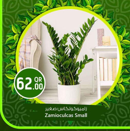 available at Safari Hypermarket in Qatar - Al Shamal