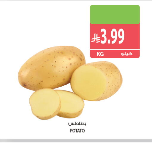 Potato available at Farm  in KSA, Saudi Arabia, Saudi - Tabuk