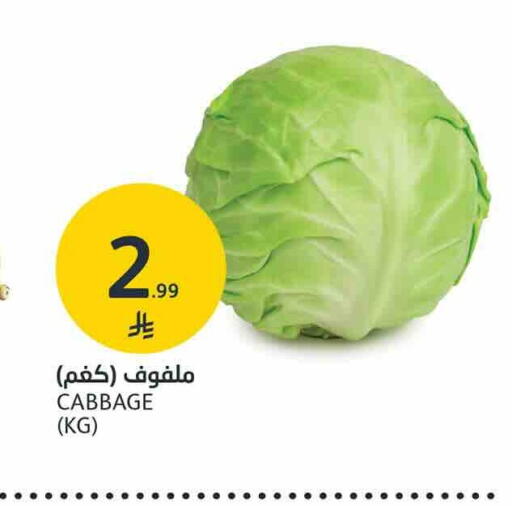 Cabbage available at AlJazera Shopping Center in KSA, Saudi Arabia, Saudi - Riyadh