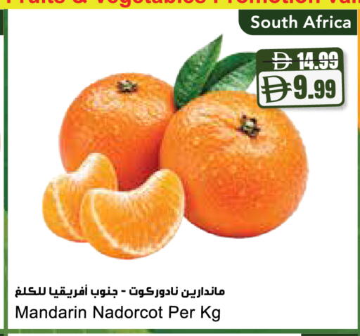 Mandarin from South Africa available at المايا سوبرماركت in الإمارات العربية المتحدة , الامارات - ٱلْعَيْن‎