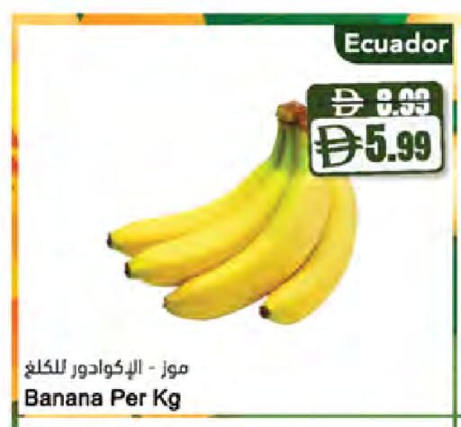 Banana from Ecuador available at المايا سوبرماركت in الإمارات العربية المتحدة , الامارات - ٱلْعَيْن‎