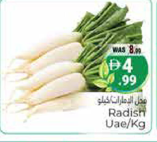 Radish available at هايبر ماركت باسونز in الإمارات العربية المتحدة , الامارات - ٱلْعَيْن‎