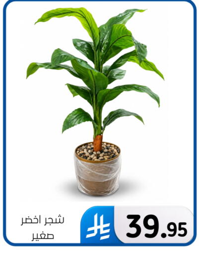available at الحسين توب أب in مملكة العربية السعودية, السعودية, سعودية - المنطقة الشرقية