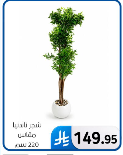 available at الحسين توب أب in مملكة العربية السعودية, السعودية, سعودية - المنطقة الشرقية