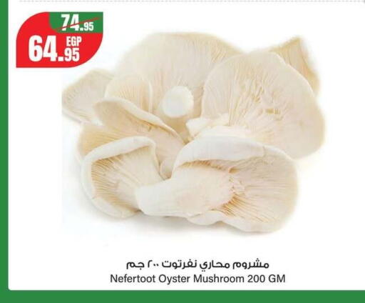 Mushroom available at Géant Egypt in Egypt - Cairo