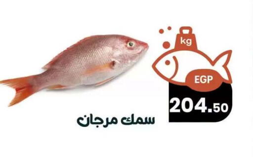 available at Arafa  in Egypt - Cairo