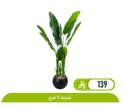 available at تخفيضات العائلة in مملكة العربية السعودية, السعودية, سعودية - المنطقة الشرقية