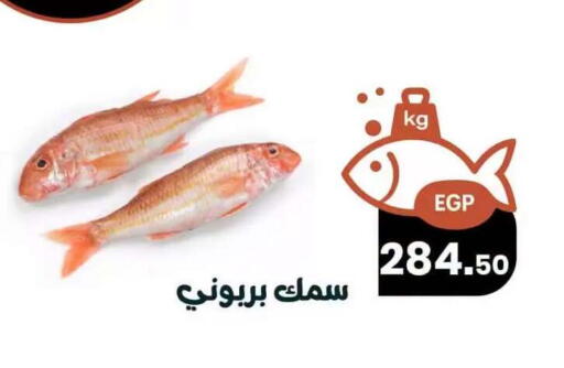 available at Arafa  in Egypt - Cairo