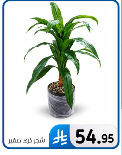 available at الحسين توب أب in مملكة العربية السعودية, السعودية, سعودية - المنطقة الشرقية