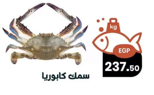 available at Arafa  in Egypt - Cairo