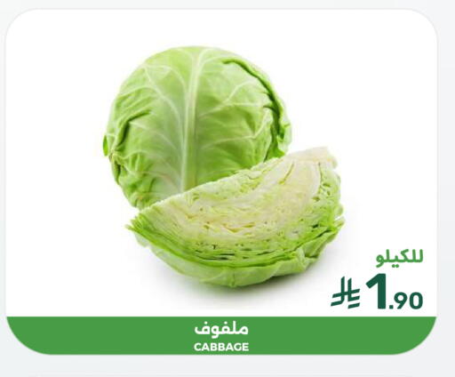 Cabbage available at  مـزايــا in مملكة العربية السعودية, السعودية, سعودية - المنطقة الشرقية