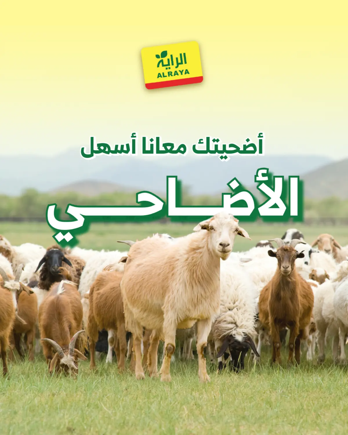 Adahi Offers in Jeddah