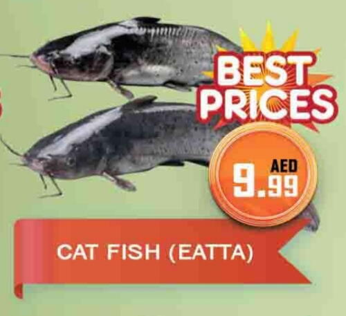 available at AL MADINA (Dubai) in UAE - Dubai