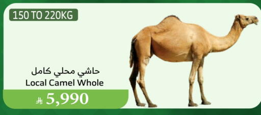 Camel meat available at Al Raya in KSA, Saudi Arabia, Saudi - Ta'if