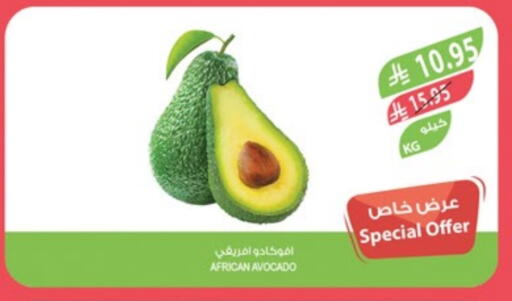 Avacado available at Farm  in KSA, Saudi Arabia, Saudi - Abha