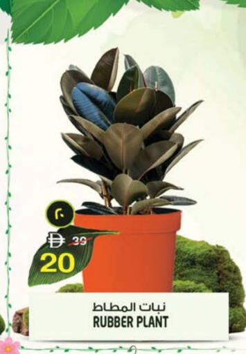 available at سفاري هايبرماركت in الإمارات العربية المتحدة , الامارات - دبي