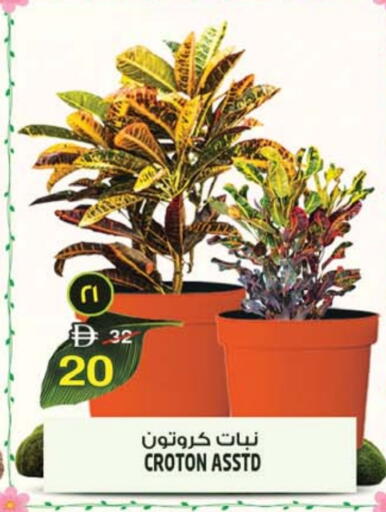 available at سفاري هايبرماركت in الإمارات العربية المتحدة , الامارات - دبي