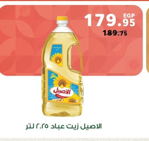 available at Panda  in Egypt - Cairo