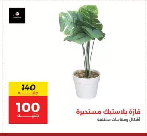 available at Raneen in Egypt - Cairo