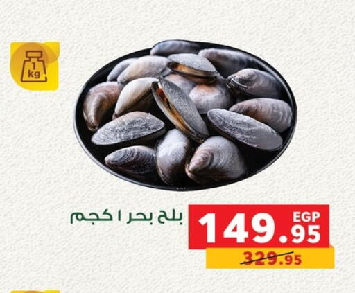 available at بنده in Egypt - القاهرة
