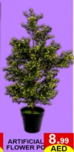 available at Green Gift Department Store in UAE - Dubai