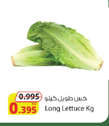 Lettuce available at Agricultural Food Products Co. in Kuwait - Jahra Governorate