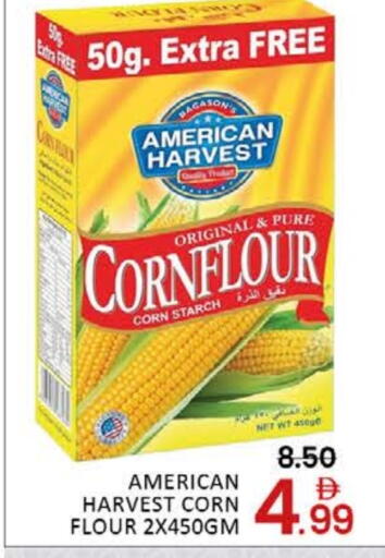 Mango available at مانجو هايبرماركت in الإمارات العربية المتحدة , الامارات - دبي