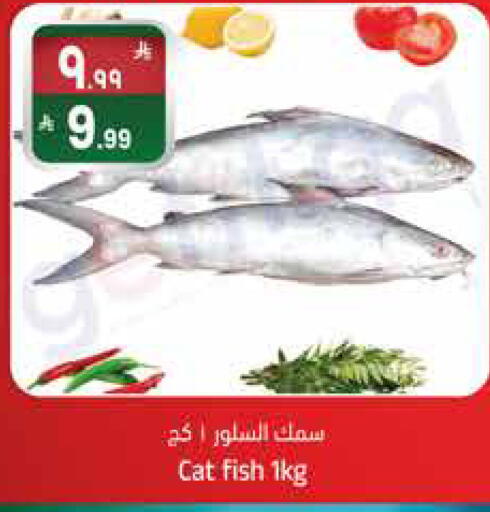 available at City Flower in KSA, Saudi Arabia, Saudi - Sakaka