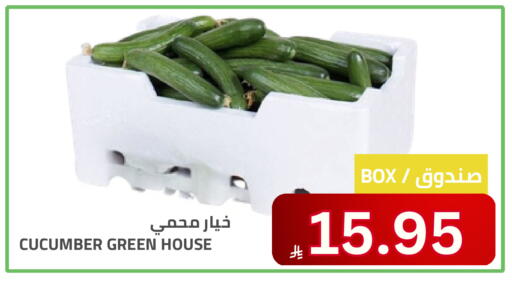 Cucumber available at Astra Markets in KSA, Saudi Arabia, Saudi - Tabuk