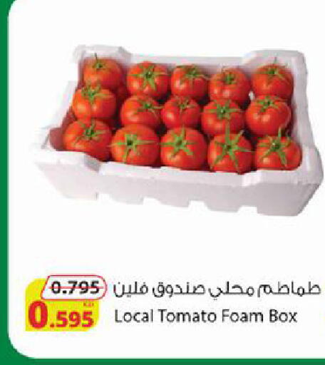 Tomato available at Agricultural Food Products Co. in Kuwait - Ahmadi Governorate