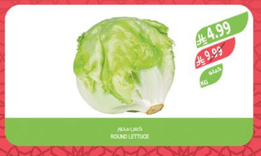 Lettuce available at المزرعة in مملكة العربية السعودية, السعودية, سعودية - أبها