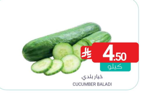 Cucumber available at Muntazah Markets in KSA, Saudi Arabia, Saudi - Saihat
