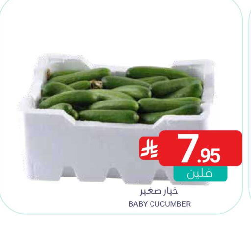 Cucumber available at Muntazah Markets in KSA, Saudi Arabia, Saudi - Saihat