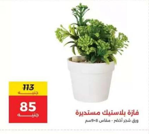 available at رنين in Egypt - القاهرة